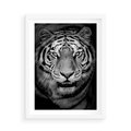 Plakat w ramie 50x70 - Tygrys Czarno-Biały: Siła i Delikatność - tygrys, czarno - rama biała