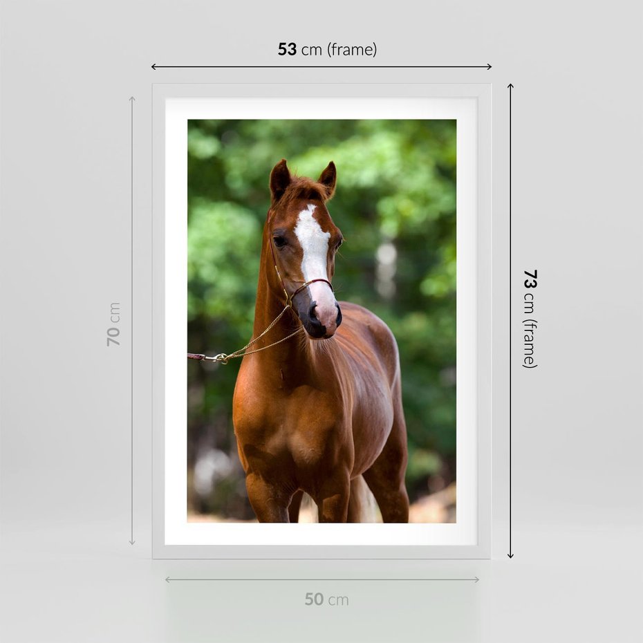 Plakat w ramie 50x70 - Portret Szlachetnego Konia - koń, portret - rama biała