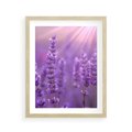 Plakat w ramie 40x50 - Fioletowa harmonia lawendy - lawenda, fiolet - rama drewno
