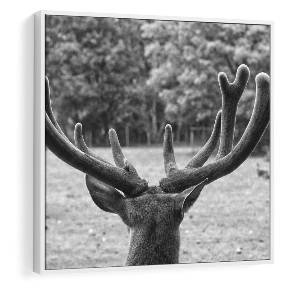 Obraz w ramie 50x50 - Przygubione motyle marzeń - fotografia czarno biała, młody jeleń w zagrodzie - rama biała