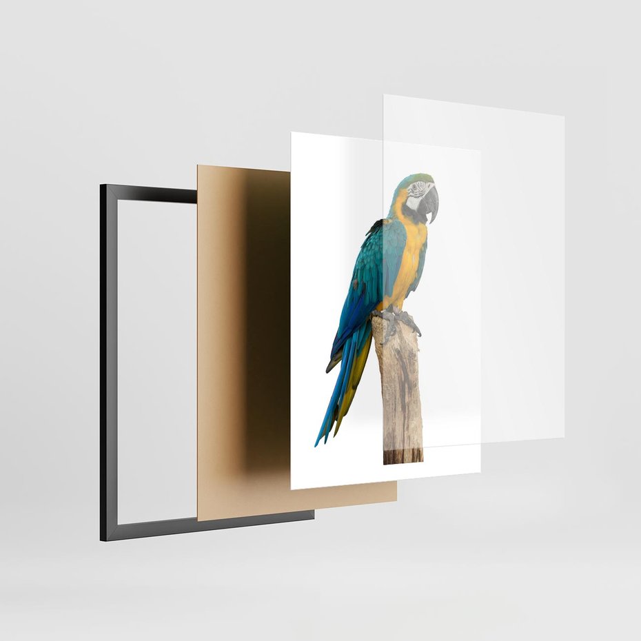 Plakat w ramie 50x70 - Kolorowa papuga w locie - papuga, ptak - rama czarna