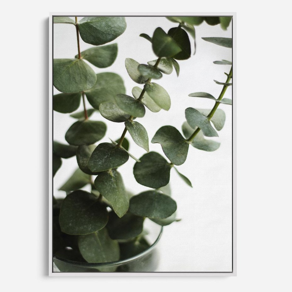Obraz w ramie 70x100 - Zielone eukaliptusy - eukaliptus, liście - rama biała