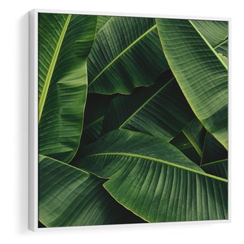 Obraz w ramie 80x80 - Zaklęta roślinna ekspresja - liście bananowca, gęsto ułożone - rama biała