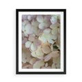 Plakat w ramie 50x70 - Kwiatowy taniec - kwiaty, hortensje - rama czarna