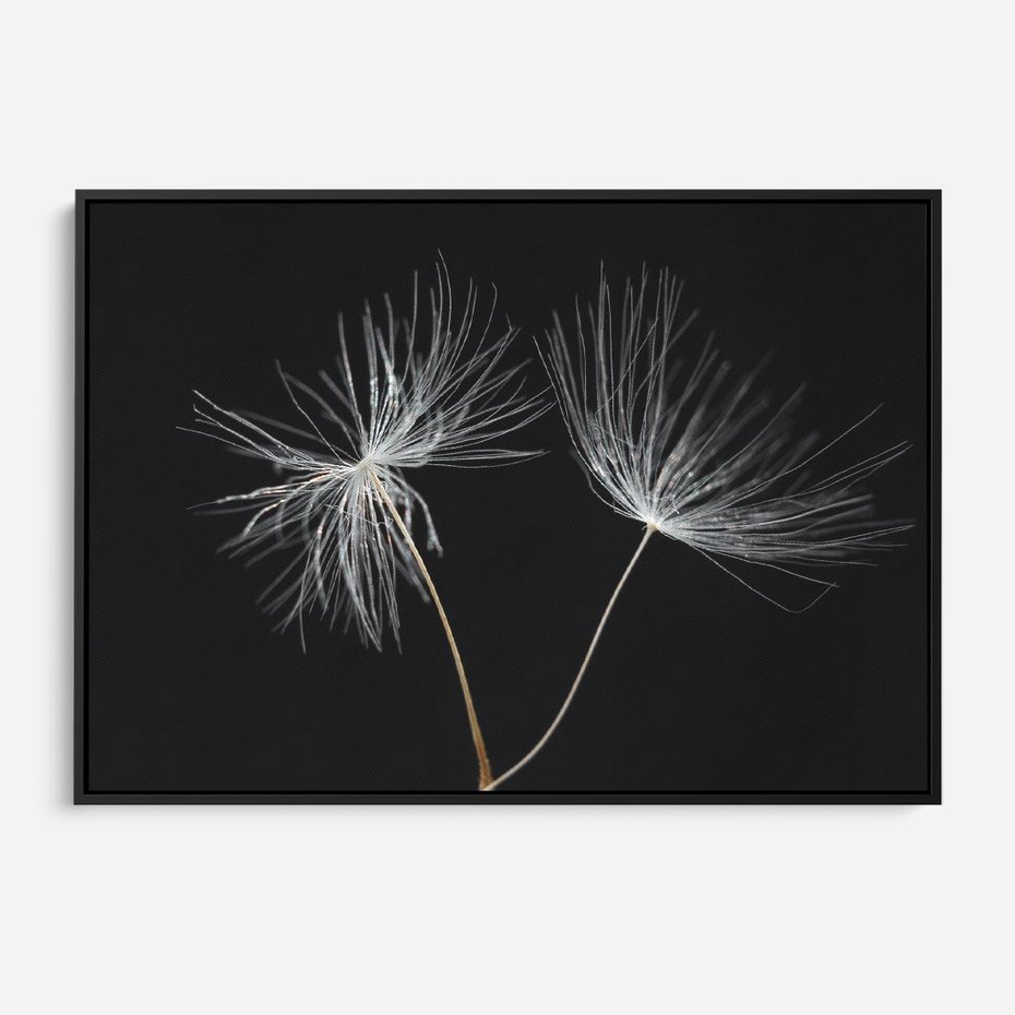 Obraz w ramie 70x50 - Delikatność Wiatru - dmuchawce, makro - rama czarna