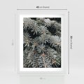 Plakat w ramie 40x50 - Zima na Gałęziach - sosnowe gałęzie, igły - rama biała