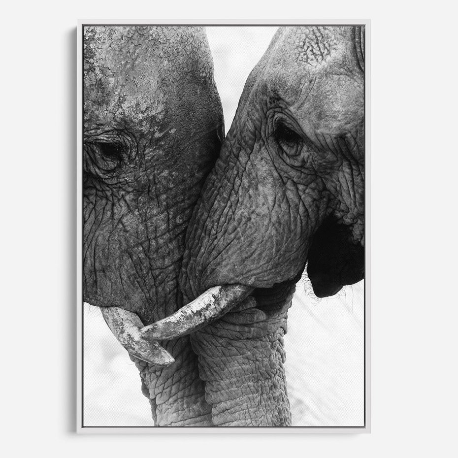 Obraz w ramie 80x120 - Spotkanie Mądrości - fotografia czarno biała, dwa słonie - rama biała