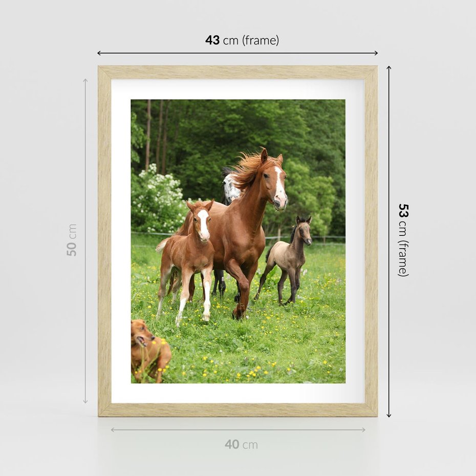 Plakat w ramie 40x50 - Galopujące konie - konie, galop - rama drewno