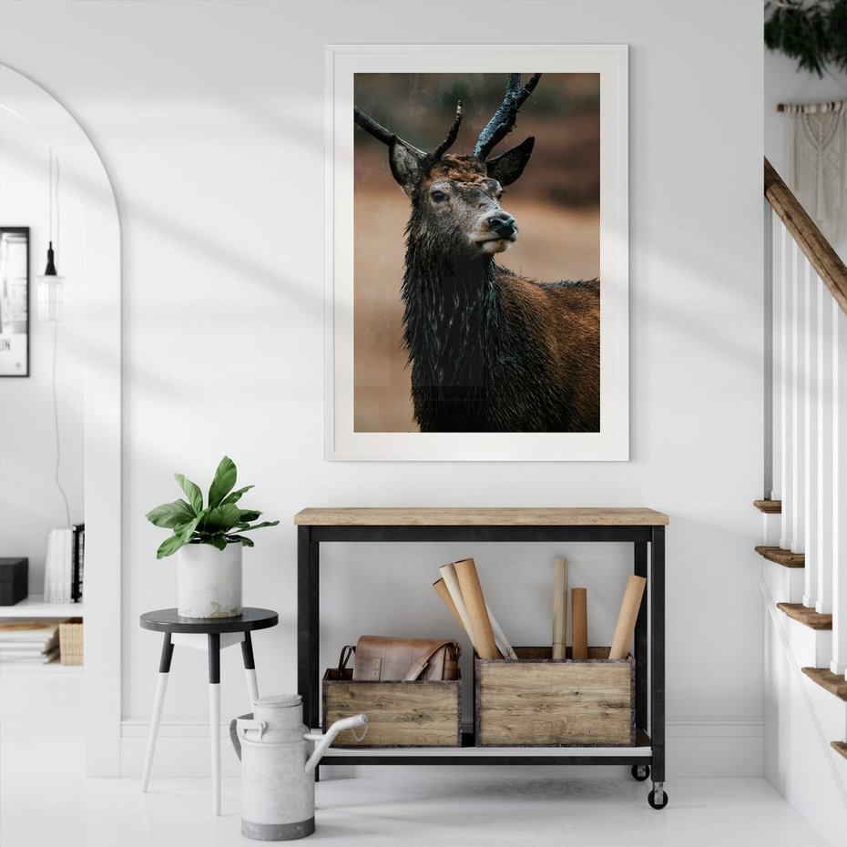 Plakat w ramie 40x50 - Spokojny jeleń - jeleń, las - rama biała