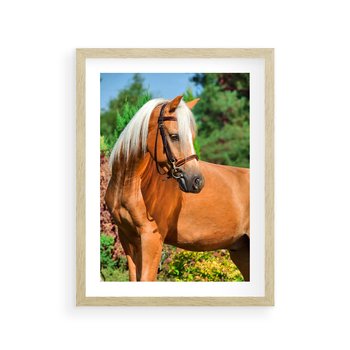 Plakat w ramie 40x50 - Elegancki wierzchowiec - koń, portret - rama drewno