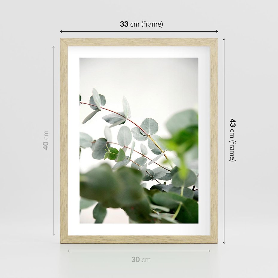 Plakat w ramie 30x40 - Zielony Świat Eukaliptusa - eukaliptus, fotografia - rama drewno