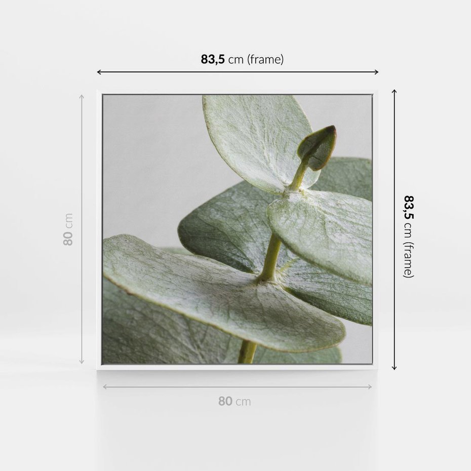 Obraz w ramie 80x80 - Eukaliptusowa zieleń - eukaliptus, zielone - rama biała