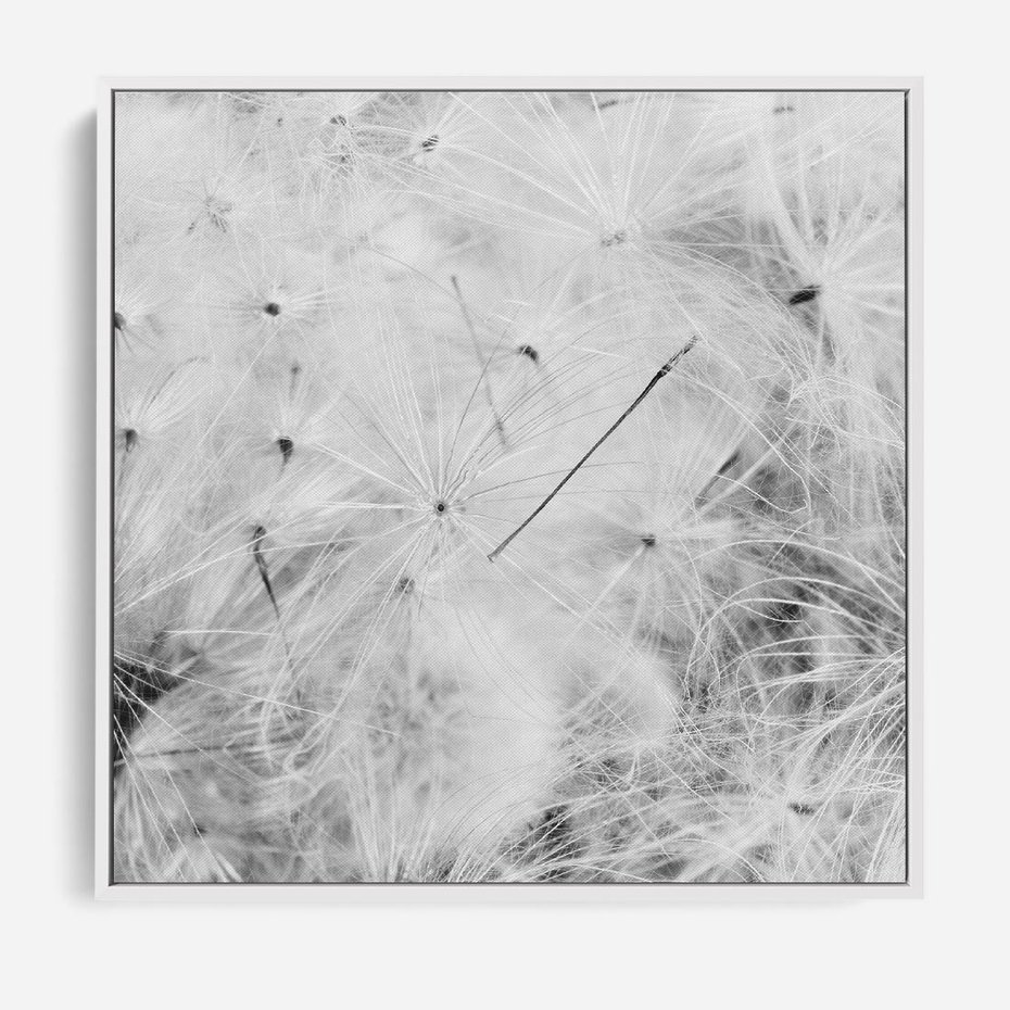 Obraz w ramie 50x50 - Zdmuchnięty Puch - dmuchawce, delikatne - rama biała