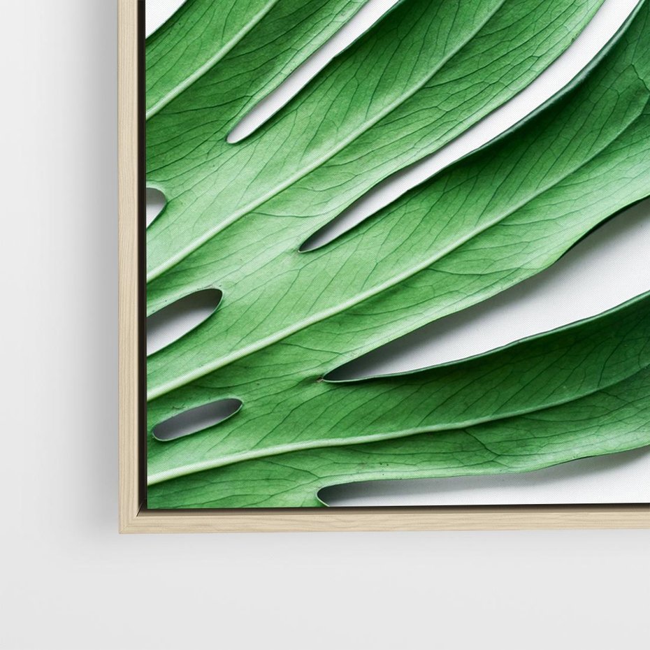 Obraz w ramie 80x80 - Monstera - Liście Kwiaty - monstera, liście - rama drewno