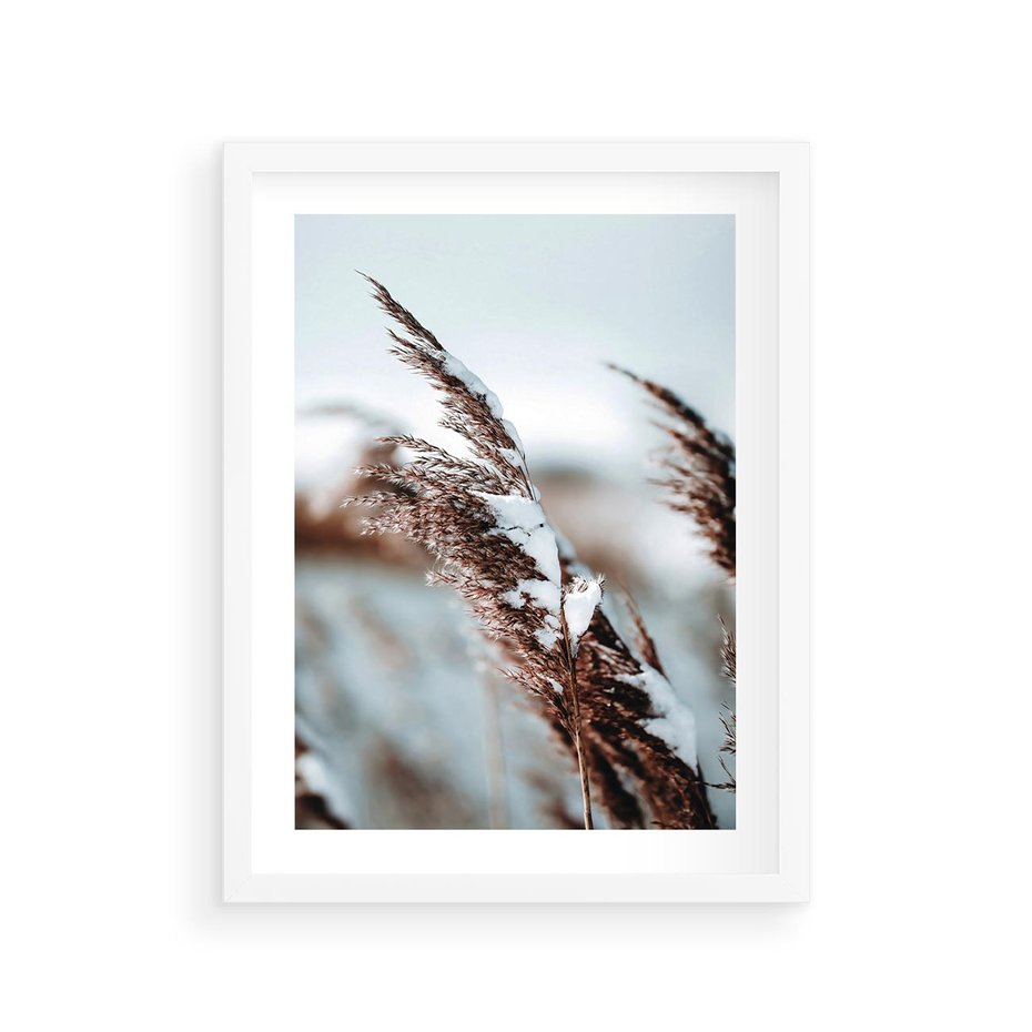 Plakat w ramie 30x40 - Zima na Suchych Trawach - suche trawy, śnieg wysokich na trawach - rama biała
