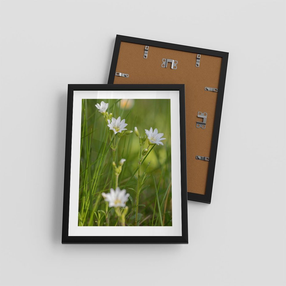 Plakat w ramie 30x40 - Kolorowa łąka - stokrotki, łąka - rama czarna