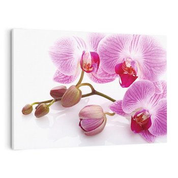 Obraz na płótnie 70x50 - Elegancka orchidea w pełnym rozkwicie - orchidea, kwiat