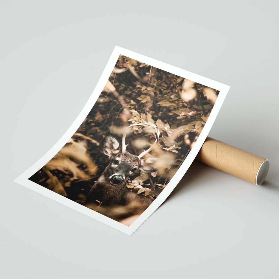 Plakat bez ramy 21x30 - Jesienny Jeleń w Lesie - jeleń, w lesie