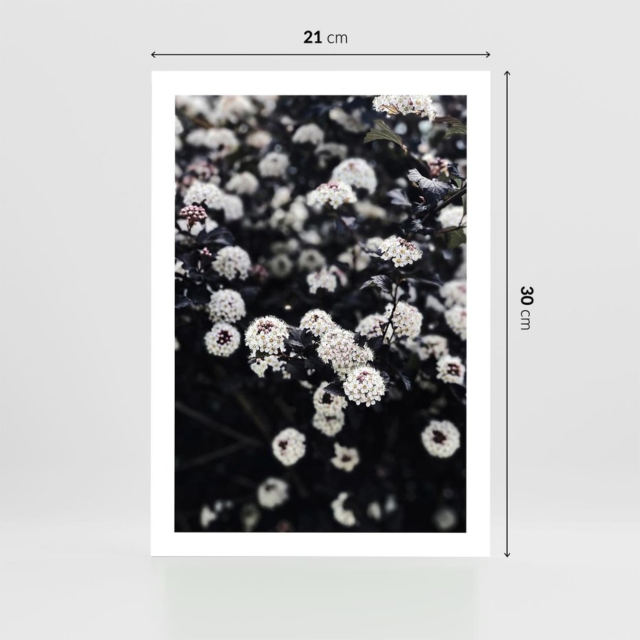 Plakat bez ramy 21x30 - Białe Kwiaty na Kwitnącym Krzewie - białe kwiaty, kwitnący krzew