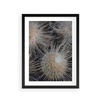 Plakat w ramie 40x50 - Ulotna Piękność Natury - makro, dmuchawce - rama czarna