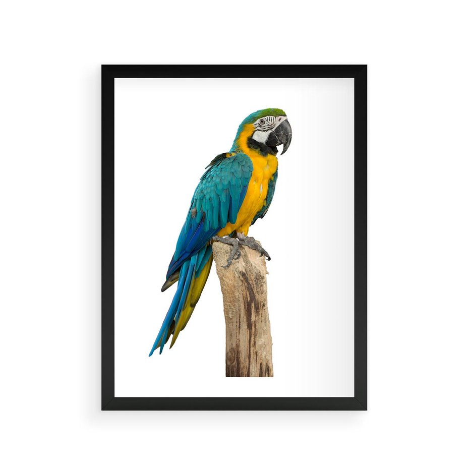 Plakat w ramie 30x40 - Kolorowa papuga w locie - papuga, ptak - rama czarna