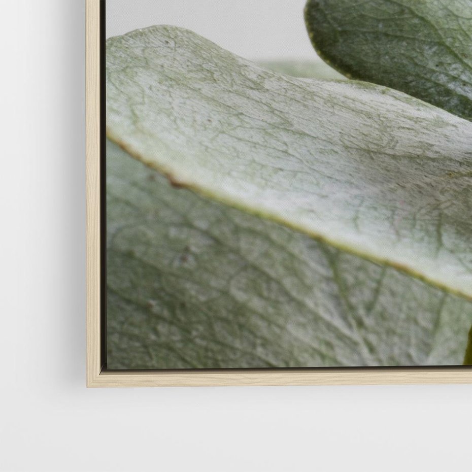 Obraz w ramie 80x80 - Eukaliptusowa zieleń - eukaliptus, zielone - rama drewno