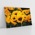Obraz na płótnie 70x50 - promień słoneczny w kwiatowym świecie - słoneczniki, kwiat