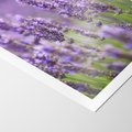 Plakat bez ramy 50x70 - Urok lawendy - lawenda, kwiaty