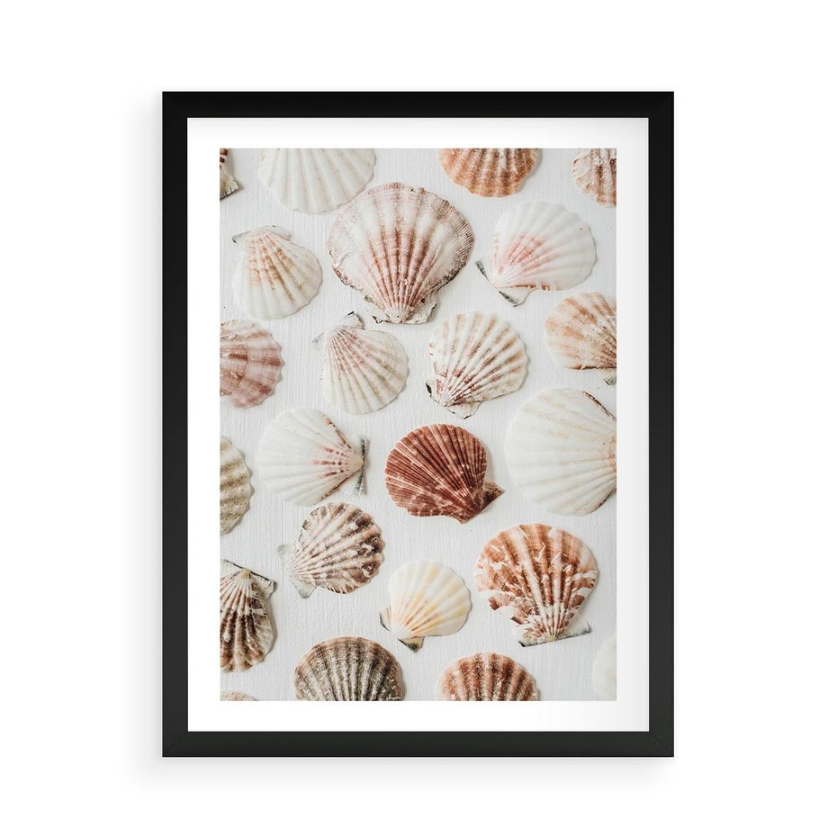 Plakat w ramie 50x70 - Morska Delikatność: Muszelki na Białym Tle - kompozycja, morskie muszelki na białym tle - rama czarna