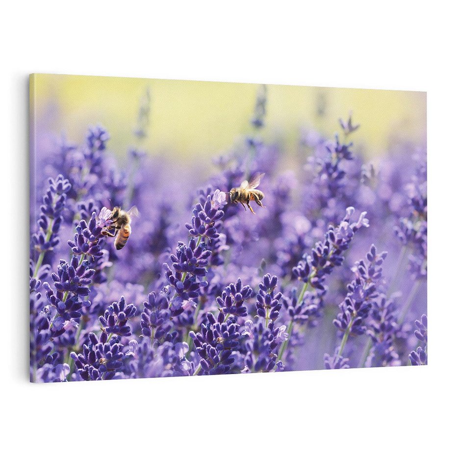 Obraz na płótnie 100x70 - Magia lawendy delikatne kwiaty - lawenda, kwiat