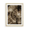 Plakat w ramie 50x70 - Natura Pod Lupą - pień drzewa, przekrój - rama drewno