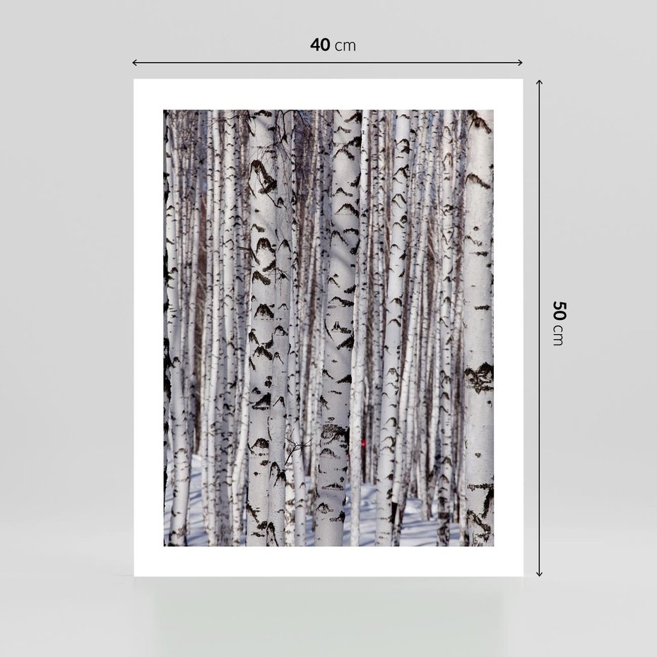 Plakat bez ramy 40x50 - Lśniące Brzozy - brzozy, las