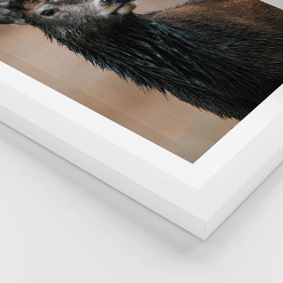 Plakat w ramie 30x40 - Spokojny jeleń - jeleń, las - rama biała