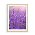 Plakat w ramie 50x70 - Fioletowa harmonia lawendy - lawenda, fiolet - rama drewno