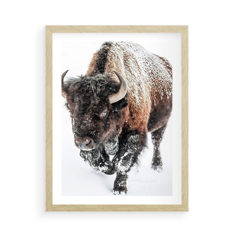 Plakat w ramie 50x70 - Zimowy Władca Puszczy - żubr, bizon - rama drewno