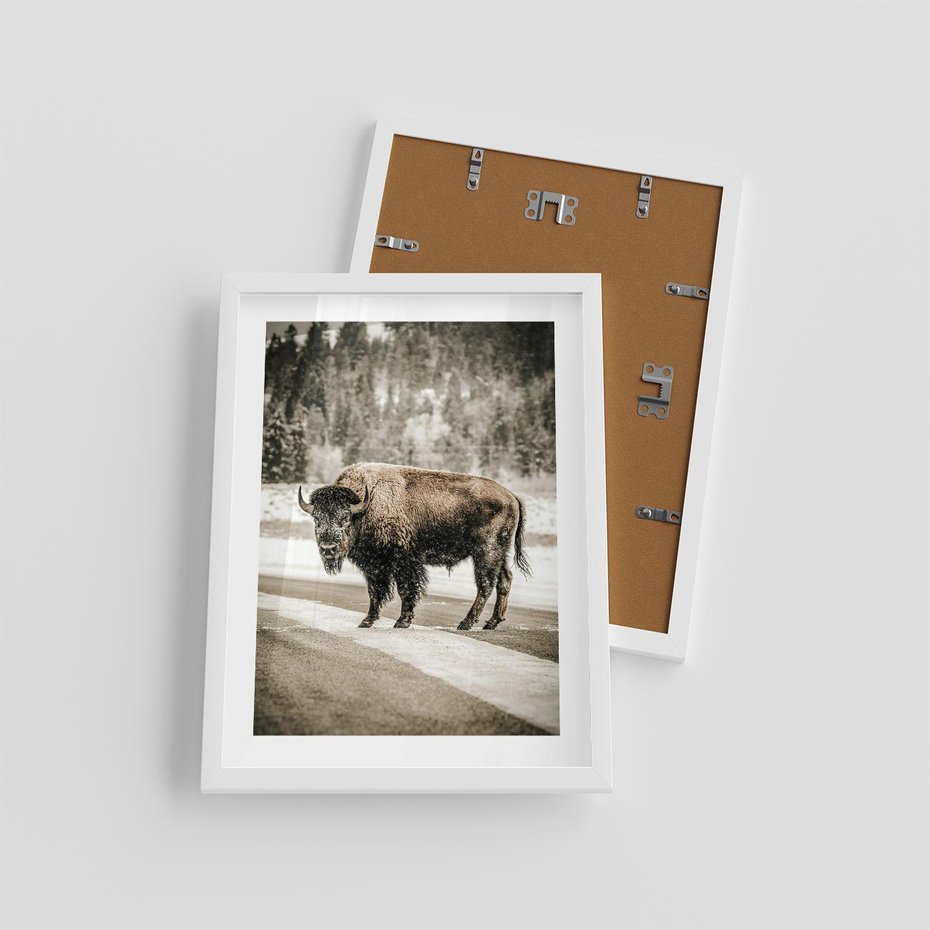 Plakat w ramie 30x40 - Spotkanie z Żubrem na Leśnej Drodze - żubr, las - rama biała