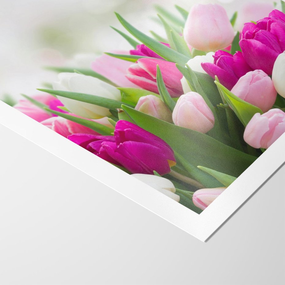 Plakat bez ramy 40x50 - Tulipany w pełnym rozkwicie - tulipany, kwiaty