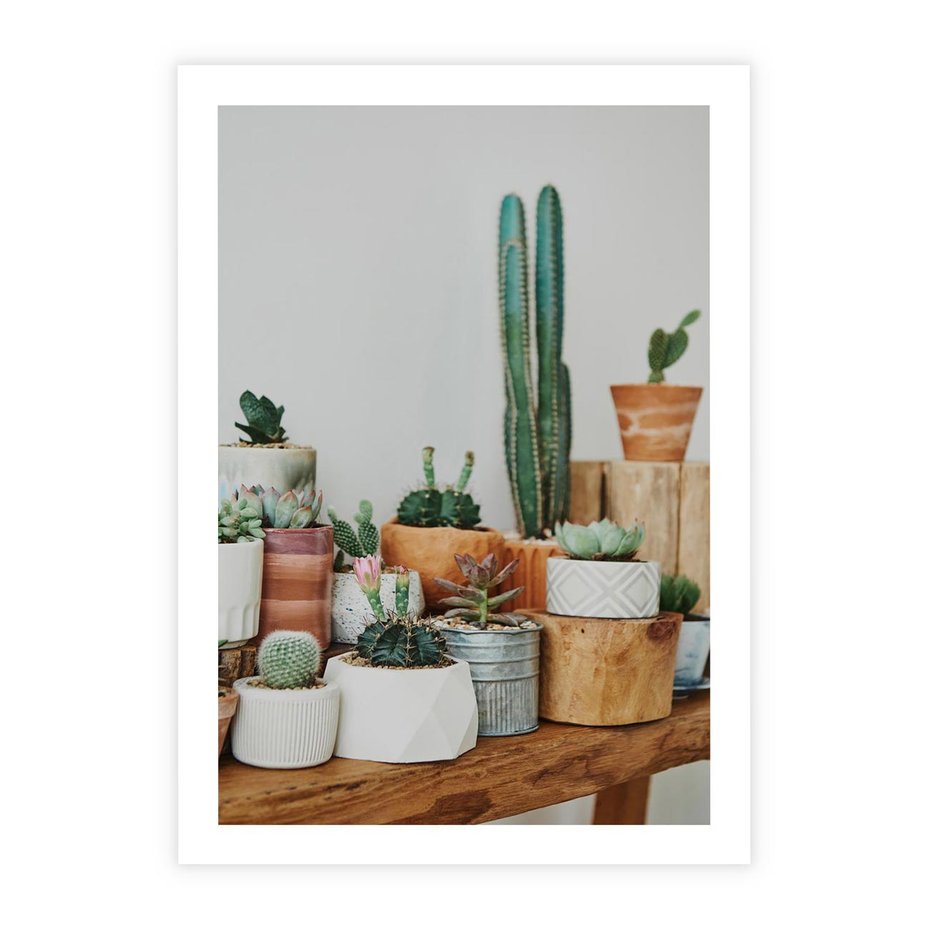 Plakat bez ramy 21x30 - Kaktusowa Galeria w Doniczkach - kaktusy w doniczkach, fotografia