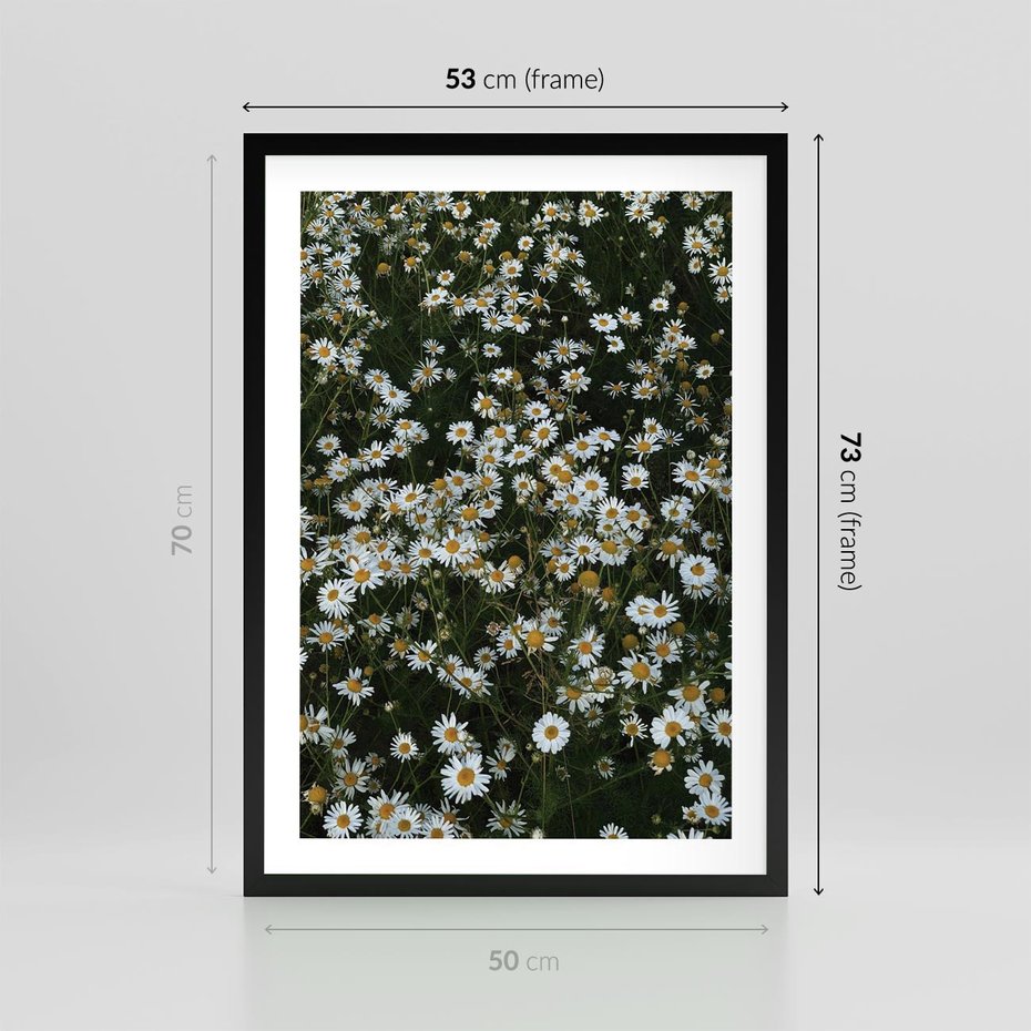 Plakat w ramie 50x70 - Stokrotkowa Idylla na Łące - łąka, stokrotki - rama czarna
