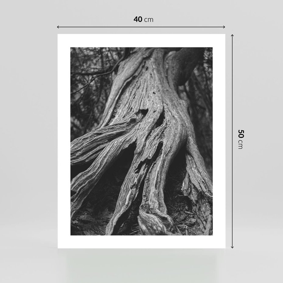 Plakat bez ramy 40x50 - Siła Natury - czarno biała fotografia, korzenie wielkiego drzewa