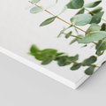 Obraz na płótnie 50x50 - Żywa eukaliptusowa zieleń - eukaliptus, zielone