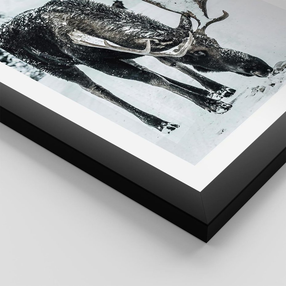 Plakat w ramie 40x50 - Zimowy Portret Łosia - łoś w zimowej scenerii - rama czarna