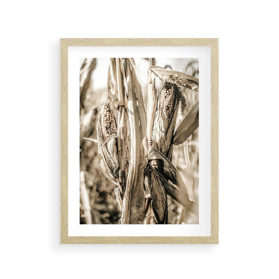Plakat w ramie 30x40 - Retro Pole Kukurydzy - retro zdjęcie, sepia - rama drewno