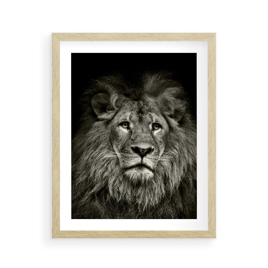 Plakat w ramie 40x50 - Moc lewego spojrzenia - lew, czarno - rama drewno