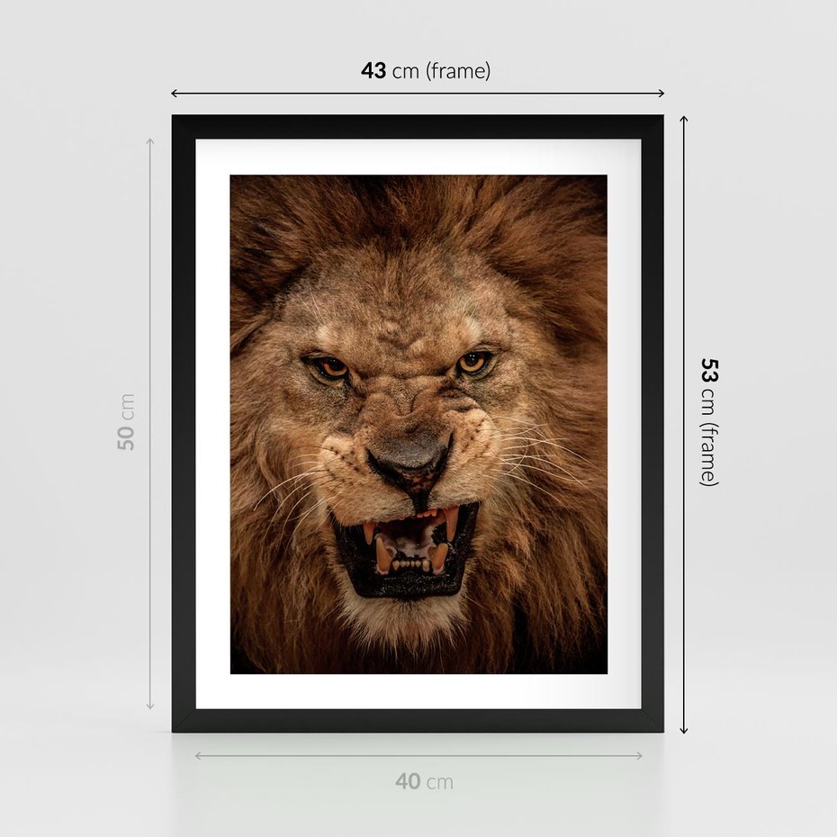 Plakat w ramie 40x50 - Władca Sawanny - lew, sawanna - rama czarna