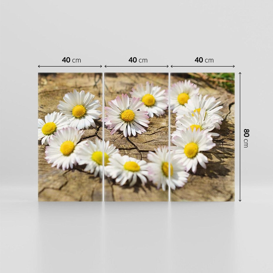 Obraz na płótnie 120x80 - Stokrotki w naturalnym otoczeniu - stokrotki, natura