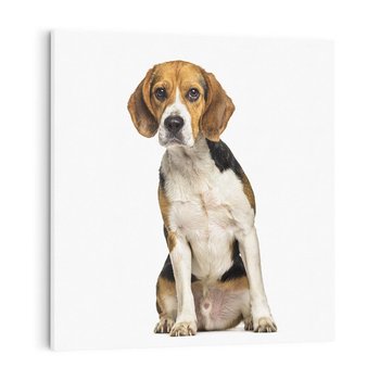 Obraz na płótnie 60x60 - Wierność i radość - pies, piesek