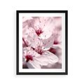 Plakat w ramie 40x50 - Kwitnąca Wiśnia - kwiaty, kwitnąca - rama czarna