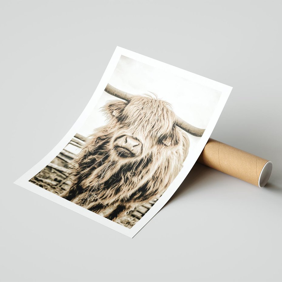 Plakat bez ramy 30x40 - Klimat Wiejskiego Życia - amerykańska krowa, byk