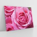 Obraz na płótnie 120x80 - Róża Wspaniałości - róża, kwiat